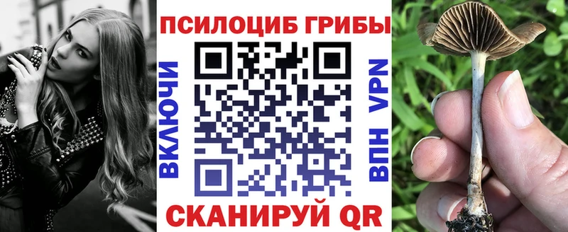 цены наркотик MEGA как зайти Псилоцибиновые грибы Psilocybe Завитинск